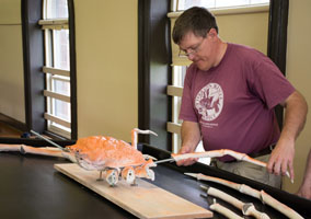 <br />
	Bruce Mohn reassembles the giant spider crab at the Rutgers Geology Museum.<br />
