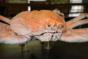 <br />
	This is one scary looking creature!<br />
