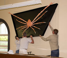 <br />
	Facilities and Capital Planning staff members gently lift the crab display onto the wall.<br />
