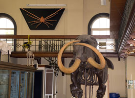 <br />
	The giant spider crab takes its place with the museum's iconic mastodon skeleton.<br />
