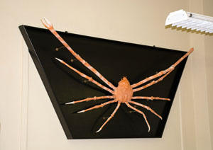<br />
	The restored giant spider crab is back where it was displayed until the early 1980s.<br />
