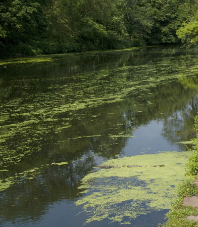 Duckweed in river