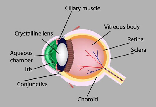 Image of structure of the human eye Image of structure of the human eye