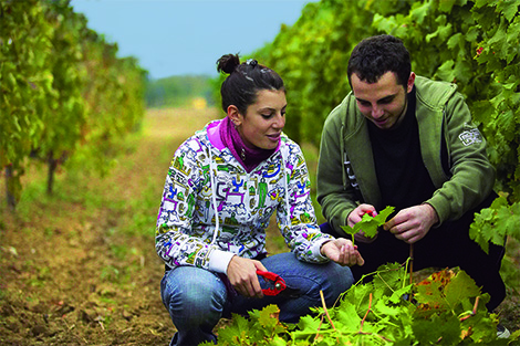 Youths in a Greek vineyard