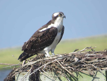 LinOsprey