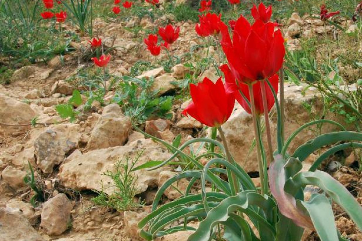 desert plant