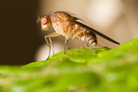 fruit fly