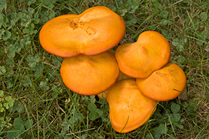 Jack-O'-Lantern Mushroom