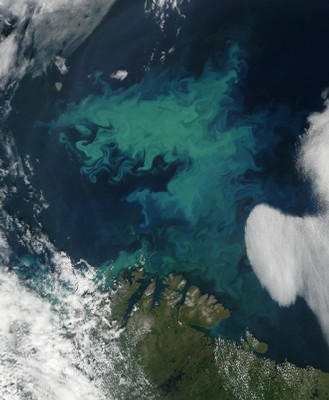 Phytoplankton