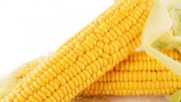 Corn