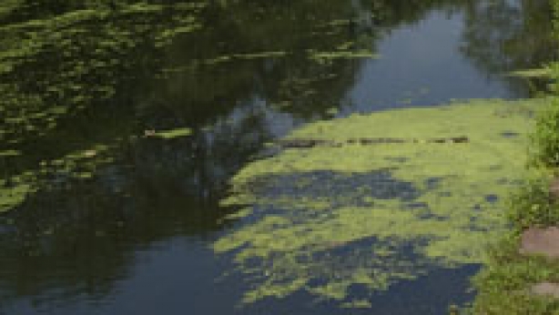 Duckweed in pond