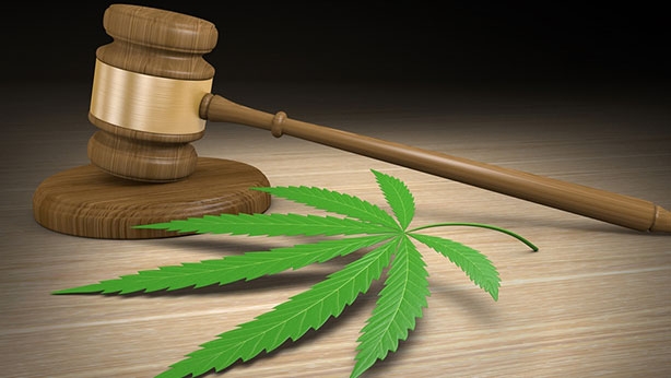 Rutgers Today, Rutgers news - Rutgers public policy expert explains economic impact of marijuana, marijuana leaf and gavel