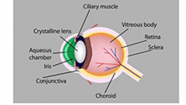 Image of structure of the human eye