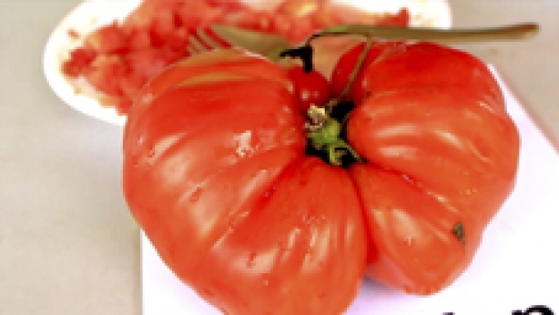 Great Tomato Tasting