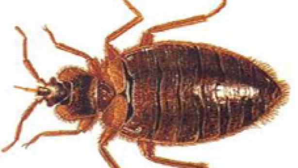 begbug