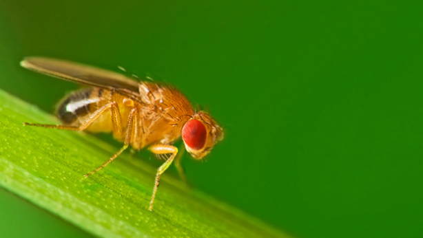A yellow drosophila fly, with prominent red eye, rests on green plant matter against a green background.