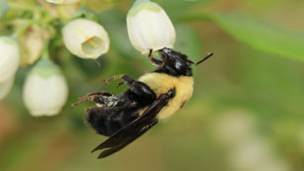 Brown-belted Bumble Bee