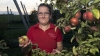 Rutgers Today, Rutgers News - Rutgers Researcher is Bringing Back New Jersey’s Hard Cider Industry, Megan Muehlbauer at Sndyer Research and Extension Farm